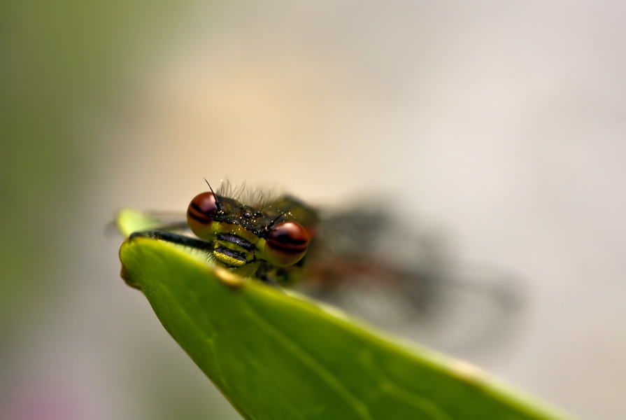 Libelle1.jpg