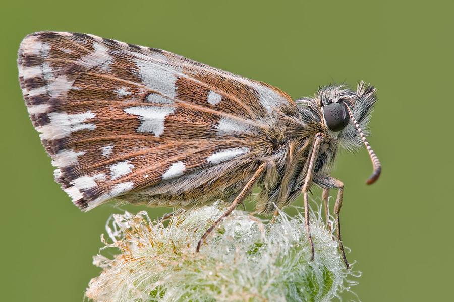 DSC_2602B.jpg