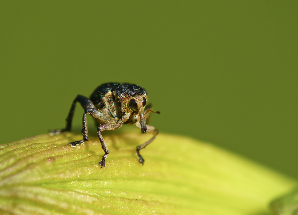 Rüsselkäfer Mini 1 (1 von 1).jpg