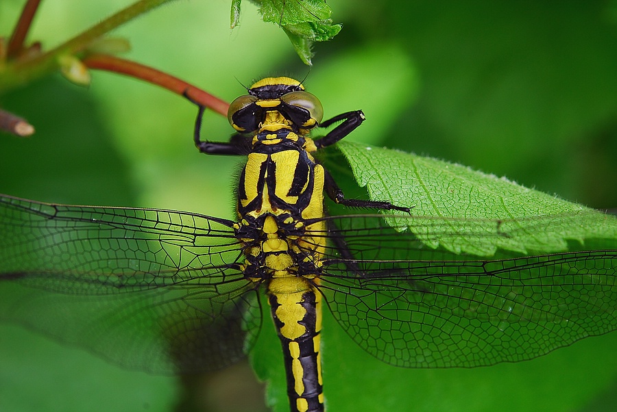 comp_DSC_2863.jpg