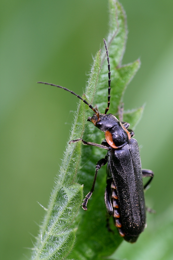 Soldatenkäfer_6606_1.JPG