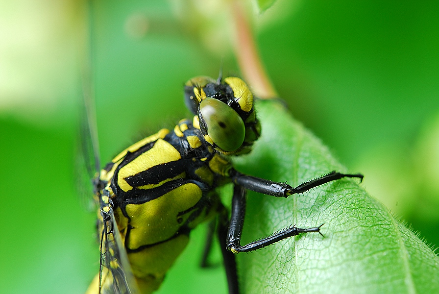 comp_DSC_2914.jpg