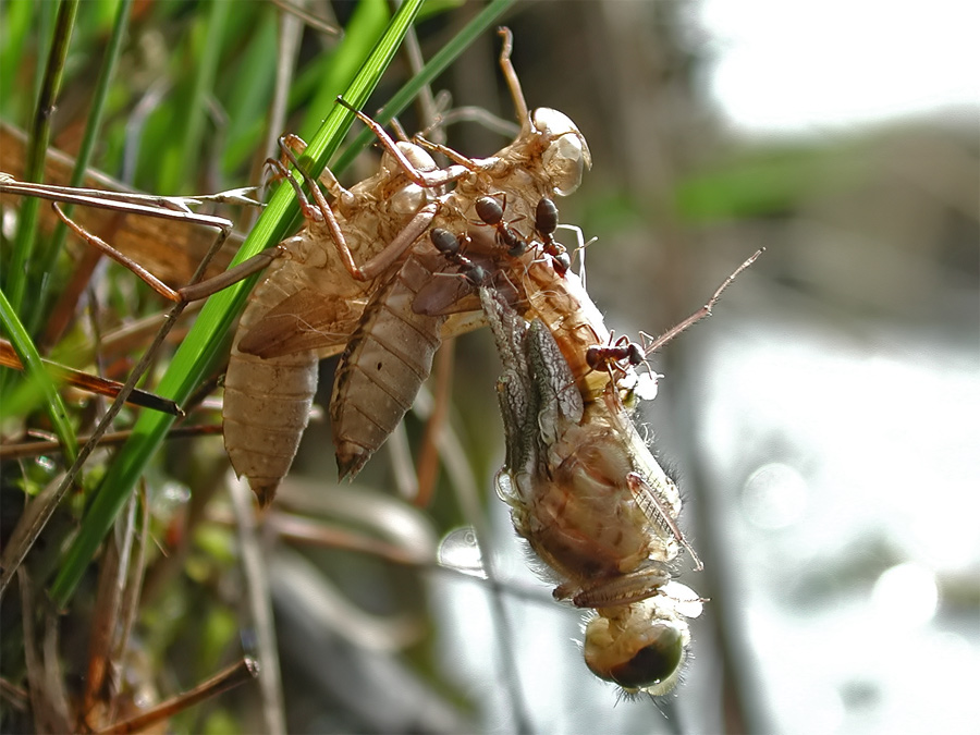 Leucorrhinia_Ameisen.jpg