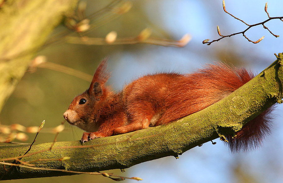 Eichhörnchen1_14.04.06.jpg