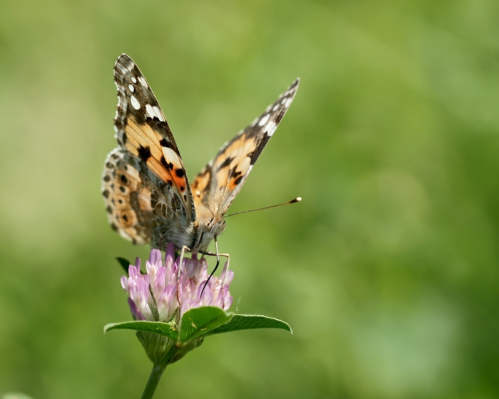comp_DSC07449.jpg