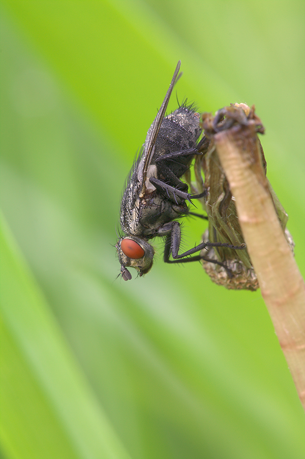 unbDiptera_NE_IMG_2378mf2.jpg