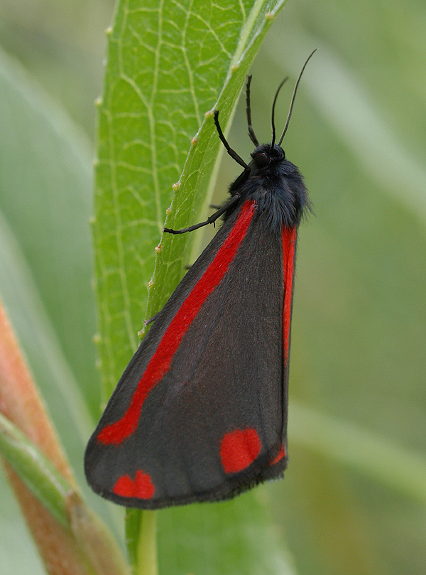 P5202865-2-mf.jpg