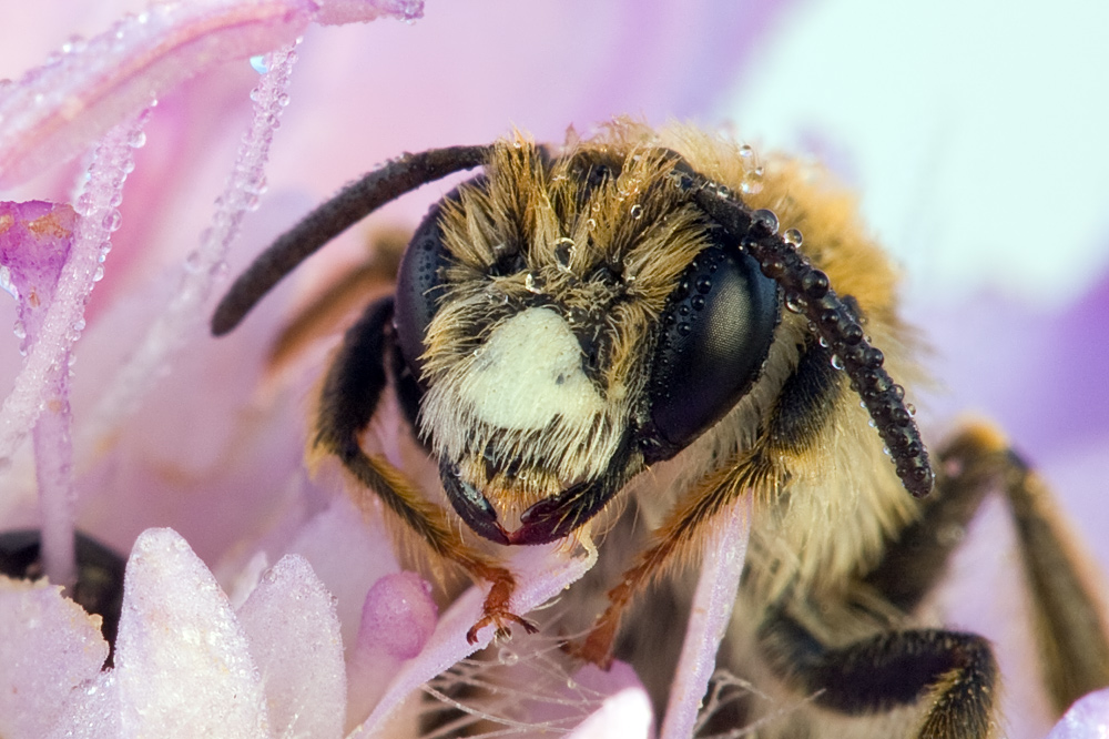 Hymenoptera_MB_IMG_2439mfdetail.jpg