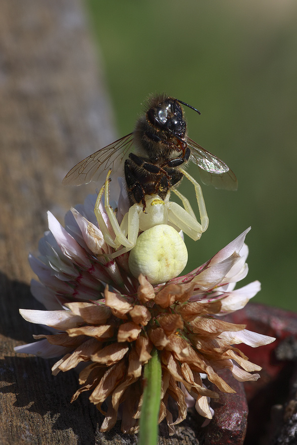 Krabbenspinne-KS-05-09.jpg