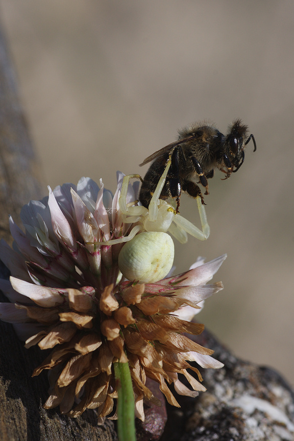 Krabbenspinne-KS-05-09-2.jpg