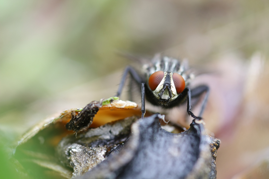 IMG_3498_Fliege-Originalfot.jpg