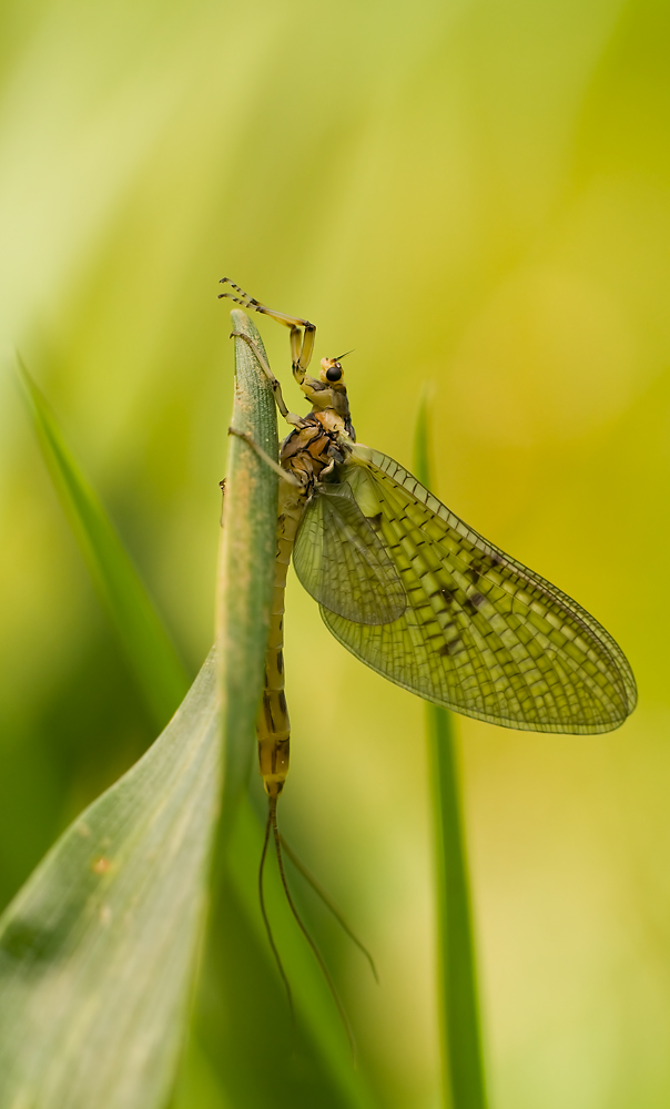 EintagsfliegeMFb9.5.09S.jpg