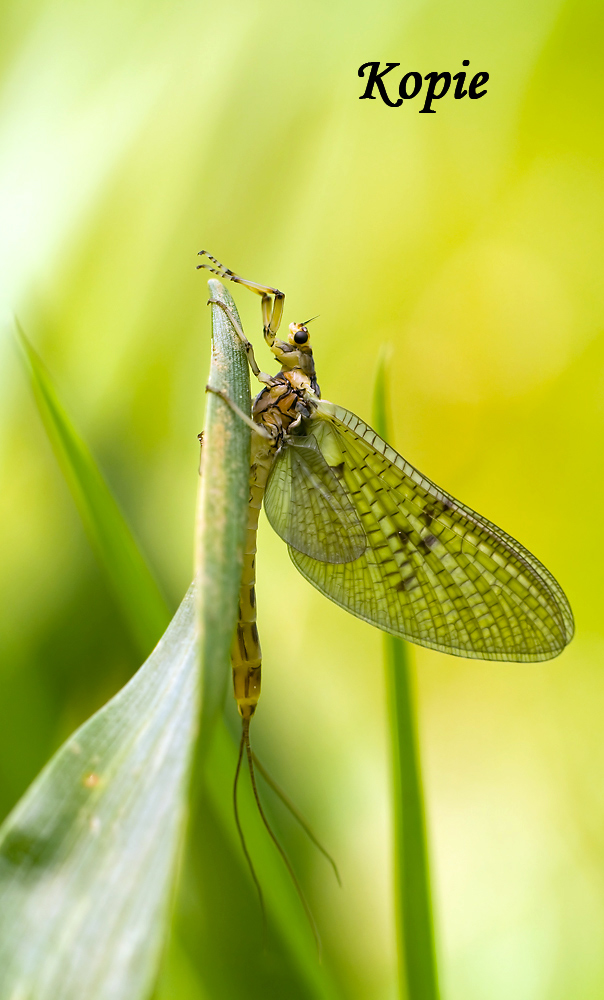 eintagsfliegemfb9509s_534.jpg