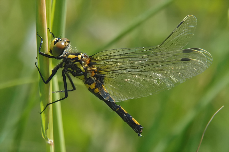 Leucorrhinia_dubia.jpg
