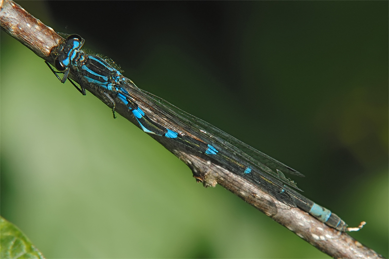 Coenagrion_pulchellum.jpg