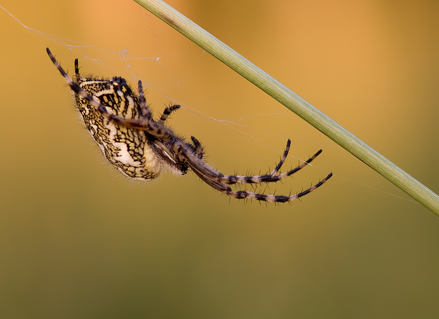 mf_spinne_09_5_25_8_200.jpg