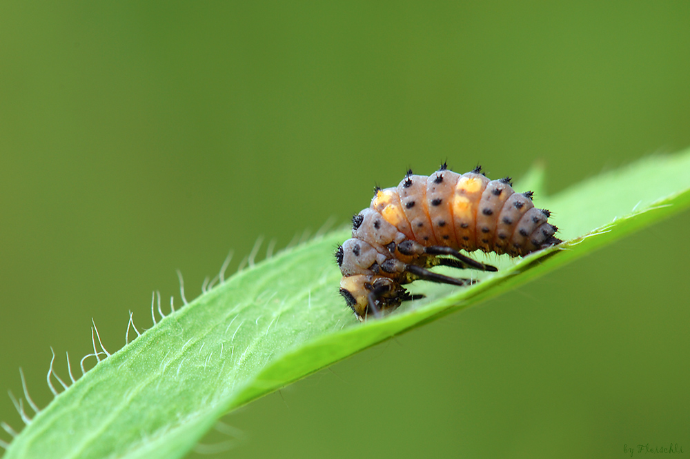 unbekannt_150_f13_1I8s_iso1.jpg