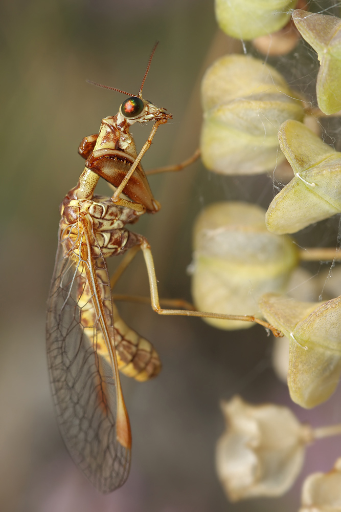 5-Mantispa-9395-web2.jpg