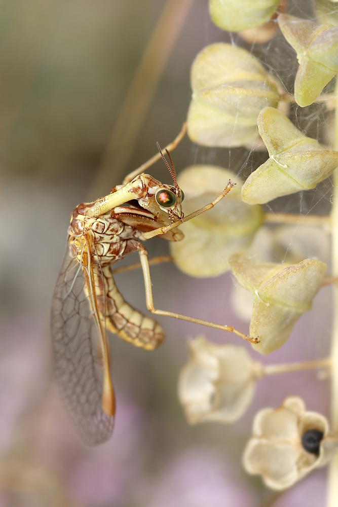 4-Mantispa-9388-web2.jpg