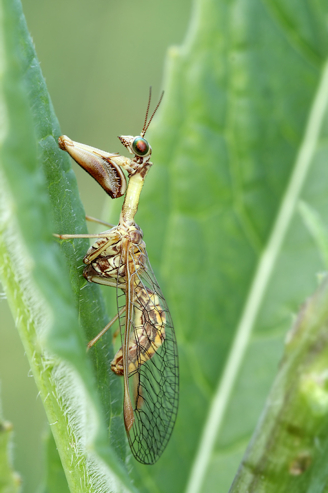 3-Mantispa-9220-web2.jpg