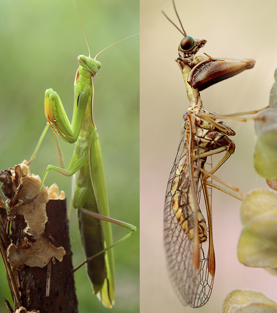 1 Mantispa---Mantis.jpg