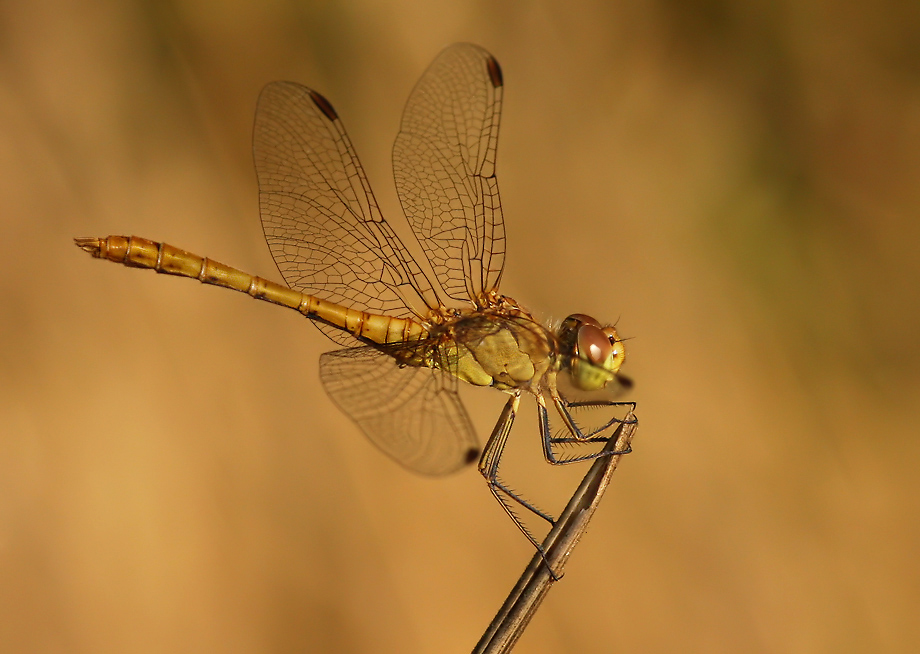 Sympetrum_merid_m03aMF.jpg