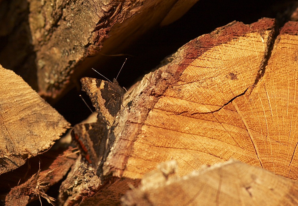 holz_fuchs1.jpg