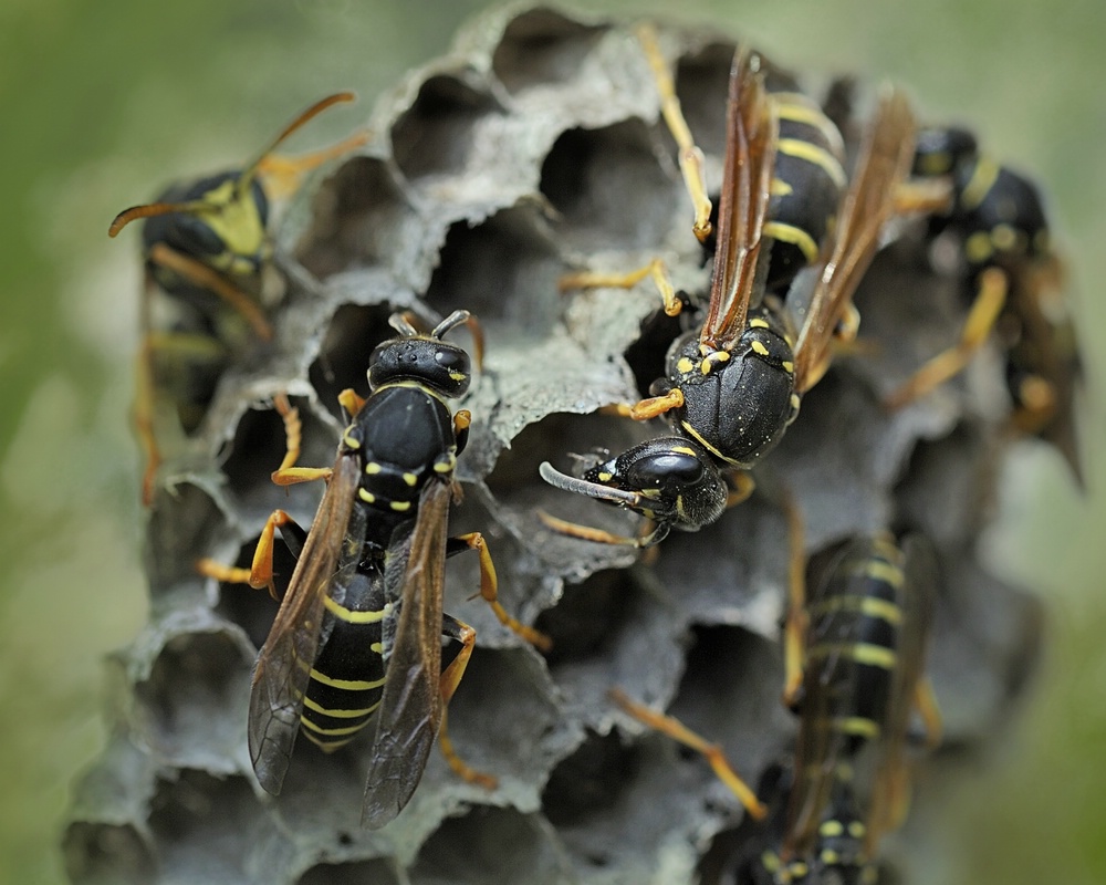 DSC2762_Feldwespen_280609_klein.jpg
