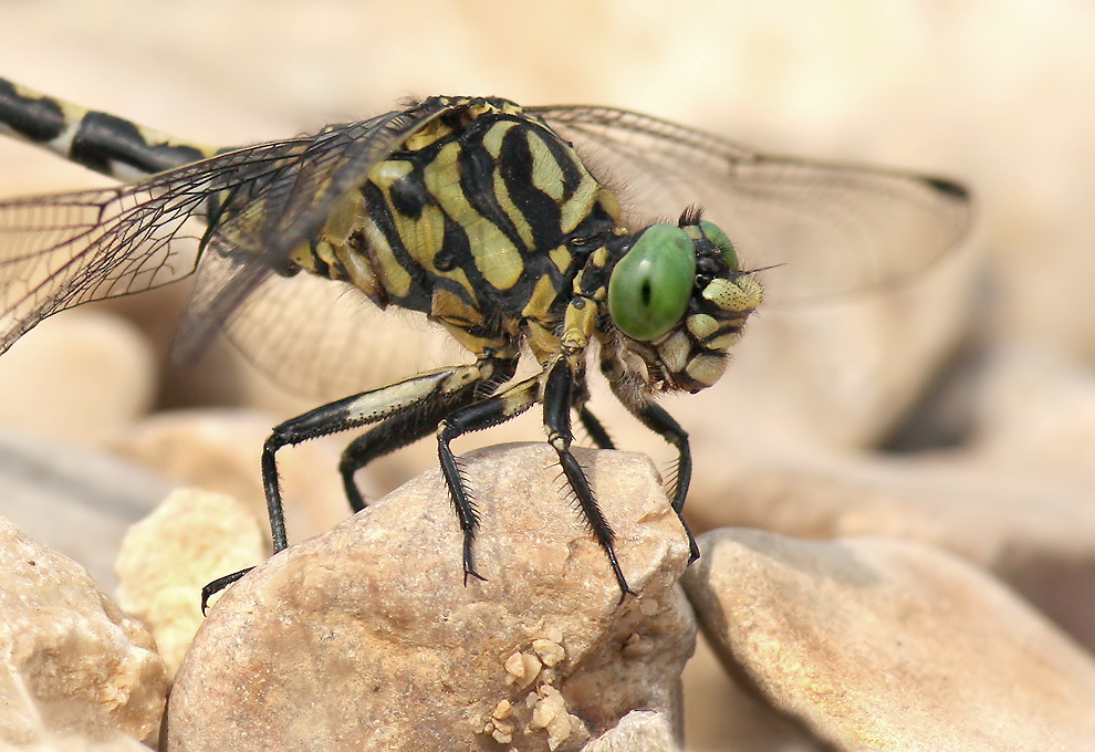 Porträt_29062009a.jpg