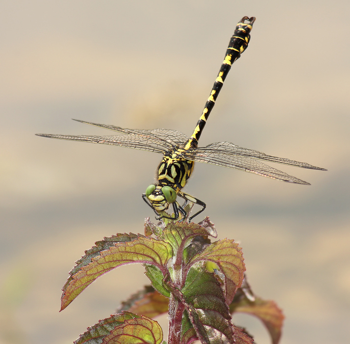 onychogomphus_m_obelisk.jpg