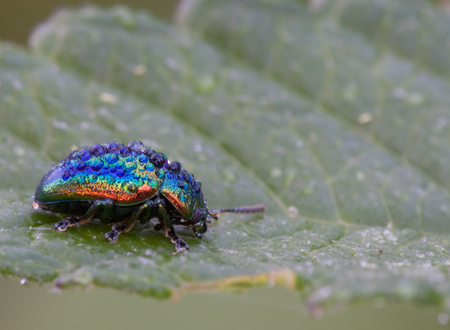 20090701-Regenbogen.jpg