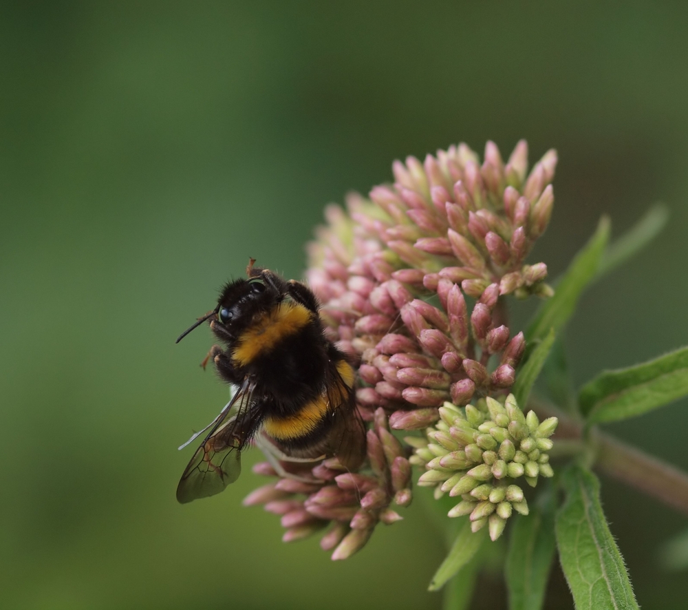 01_Hummel.jpg