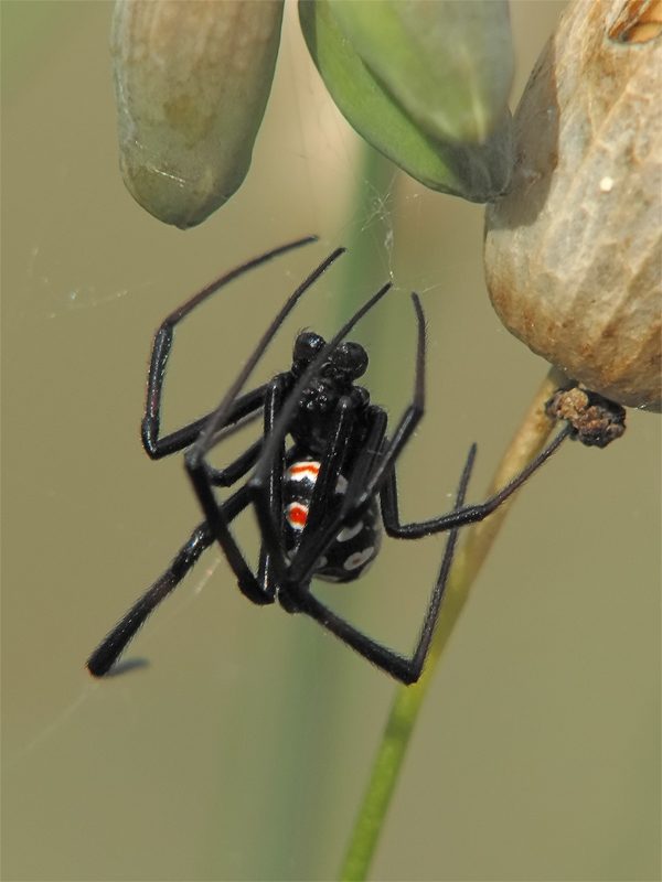 TS_Latrodectus_tredecimguttatus_01.jpg