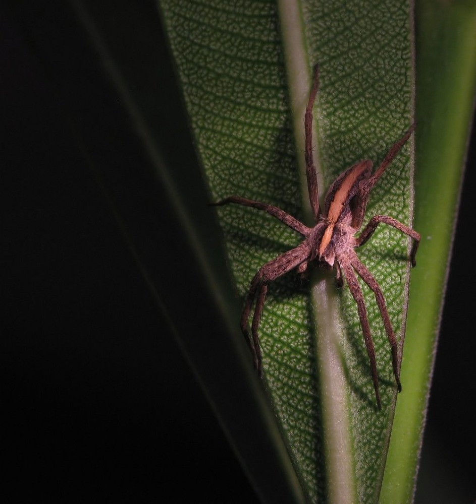 Listspinne.jpg
