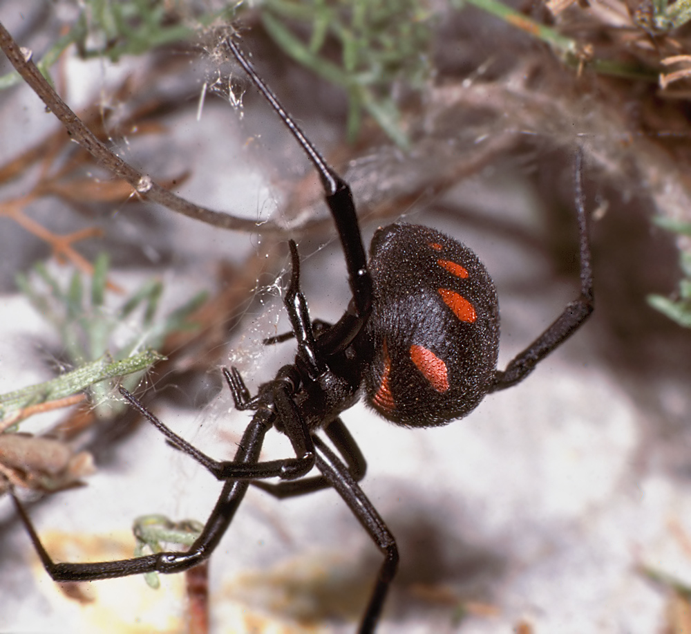 Latrodectus tredecimguttatus.jpg
