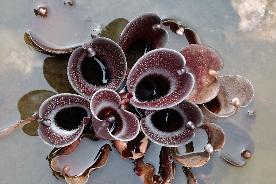 h_pulchella_2.jpg