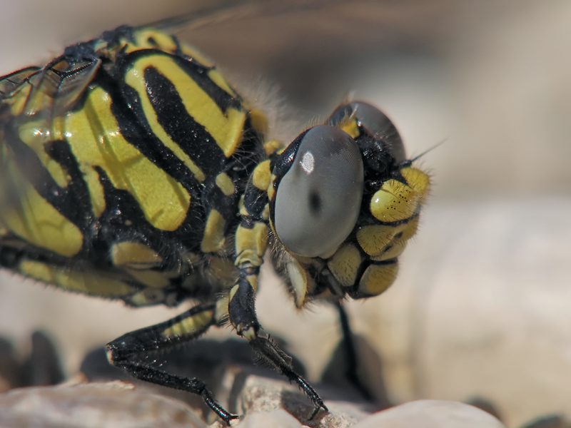TS_Onychogomphus_uncatus_06.jpg