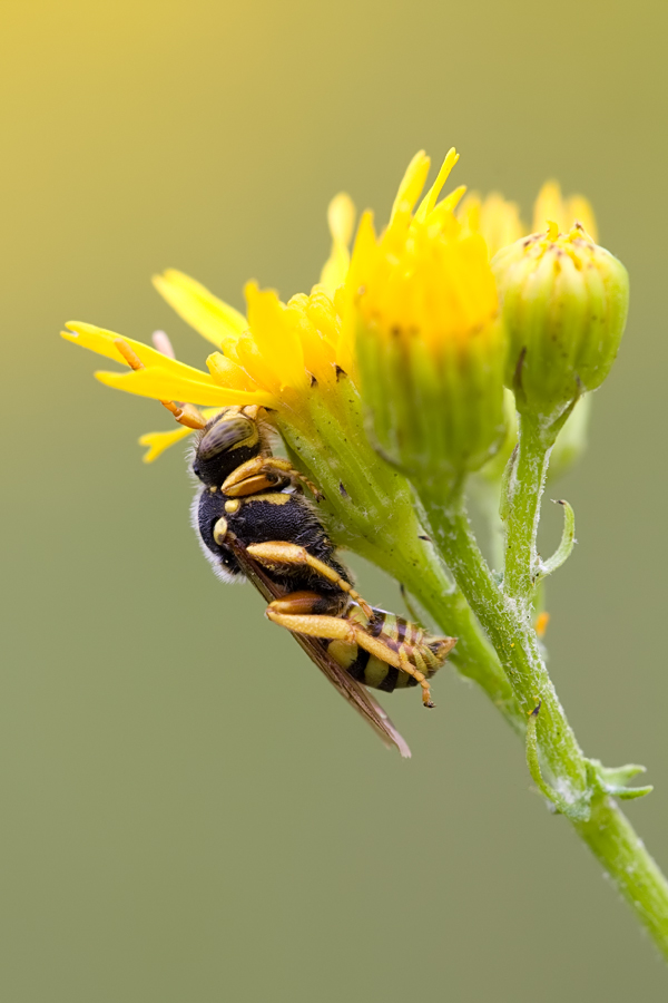 Nomada-spec_GV_0709_3579mf1.jpg