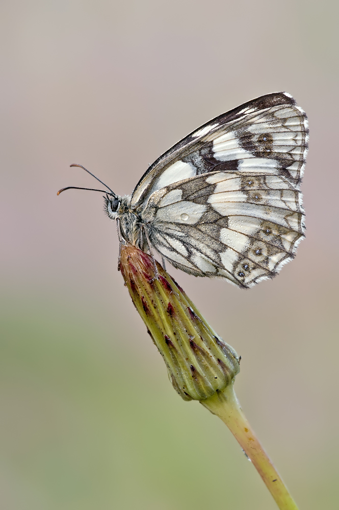 DSC_5761.jpg