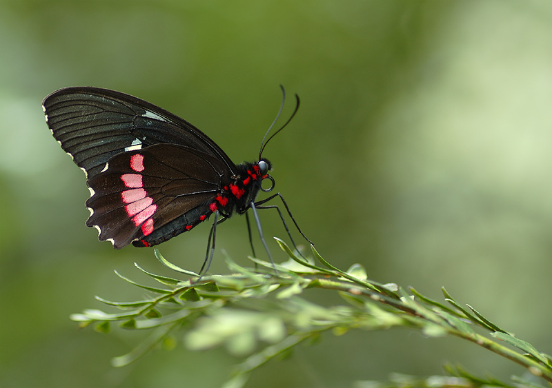 black-red-white.jpg