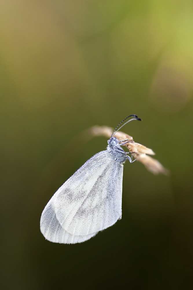 2009-07-26-049-Bearbeitet-2.jpg