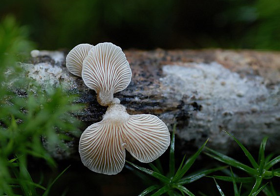 panellus_mitis_filtered_134.jpg