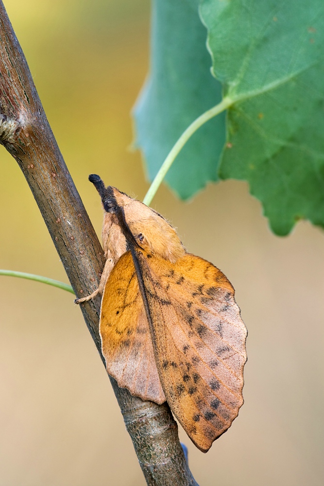 comp_Gastropacha-populifolia-2.jpg