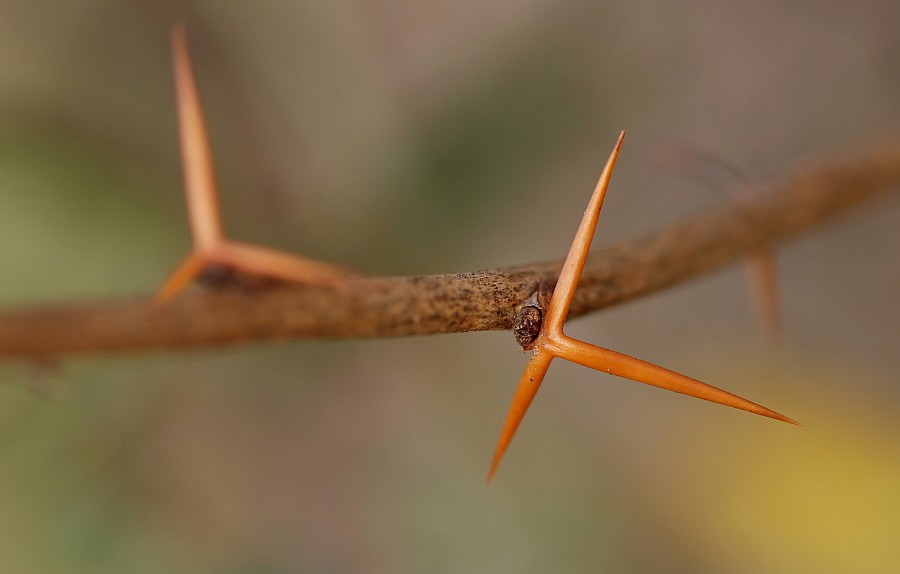 Sauerdorn (Berberis vulgaris)_filtered.jpg