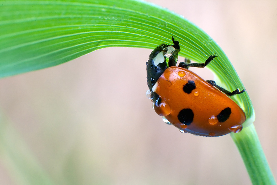 20090803_Siebenpunkt-Marienkaefer_Concinella-7-punctata_005_verkl.jpg