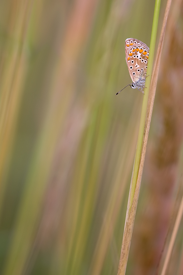 P-icarus_GV072009_3635mf3.jpg
