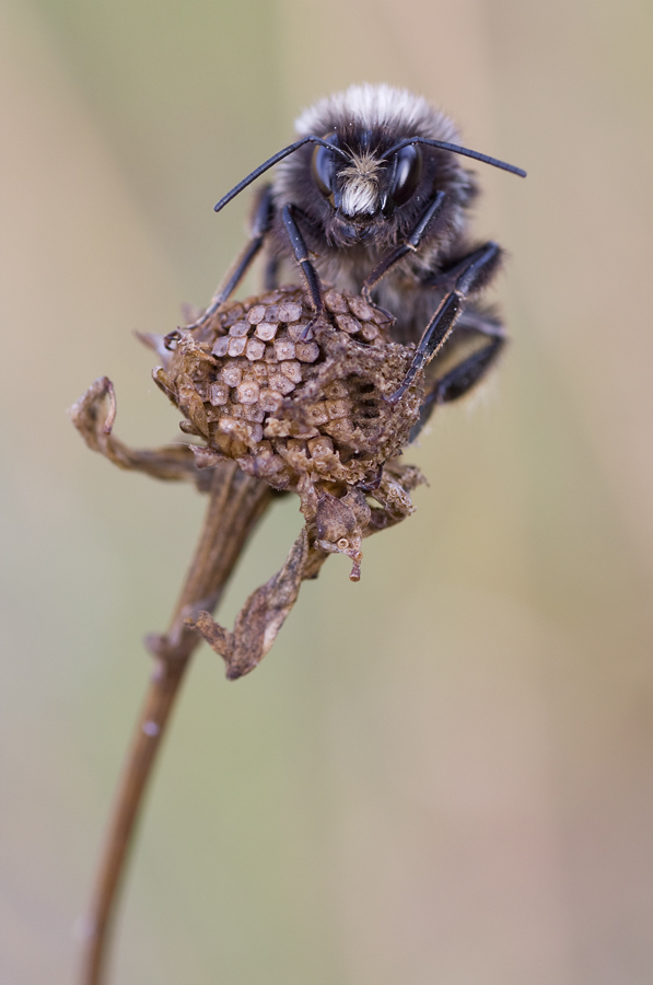 hummel1.jpg