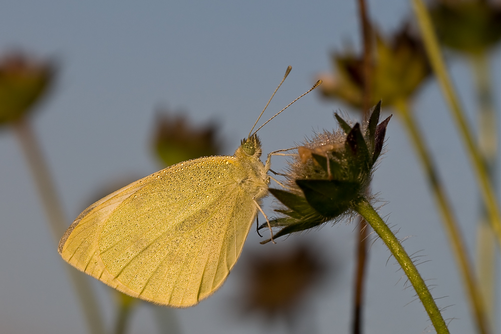 Weisling 1 klein.jpg