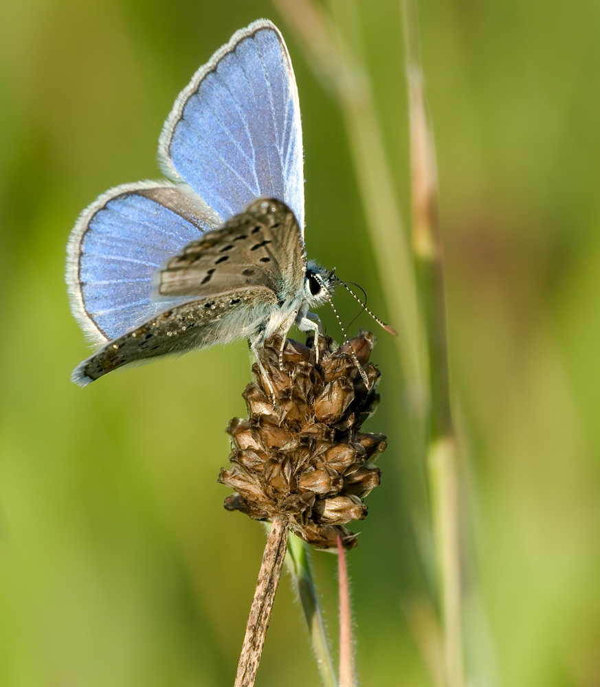 Bläuling offen 5_16_8_09.jpg