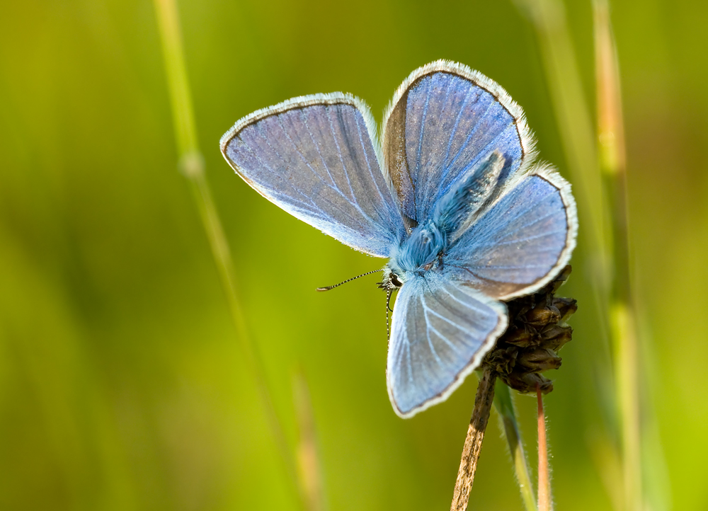 Bläuling offen 4_16_8_09.jpg